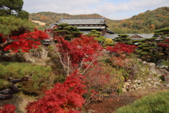 毛利庭園紅葉5