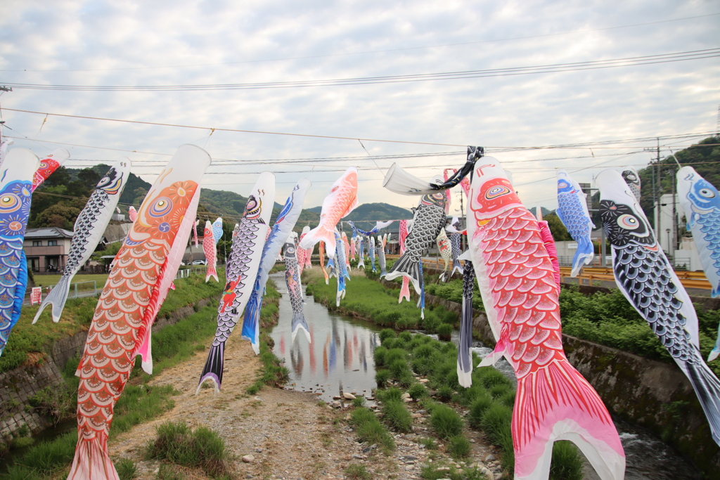 鯉のぼり