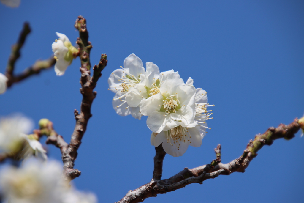 梅と青空