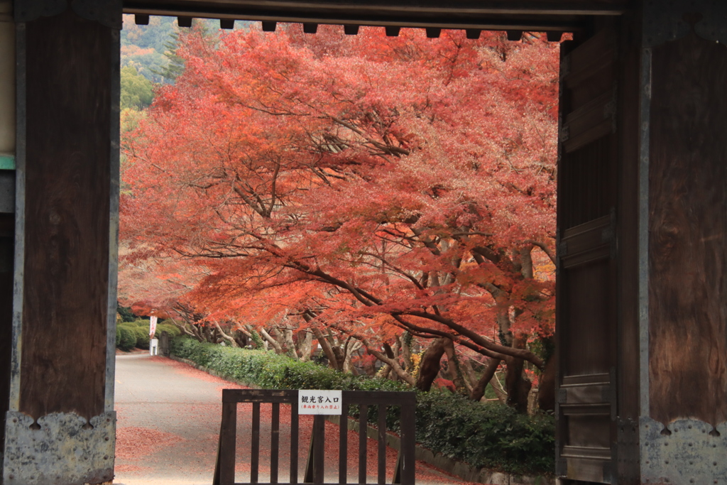 毛利邸紅葉