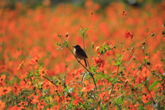 ジョウビタキとキバナコスモス