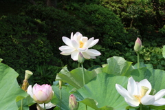 孫文蓮5