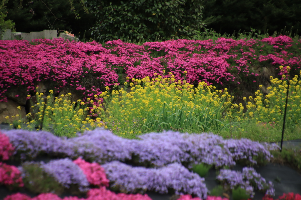 芝桜と菜の花2