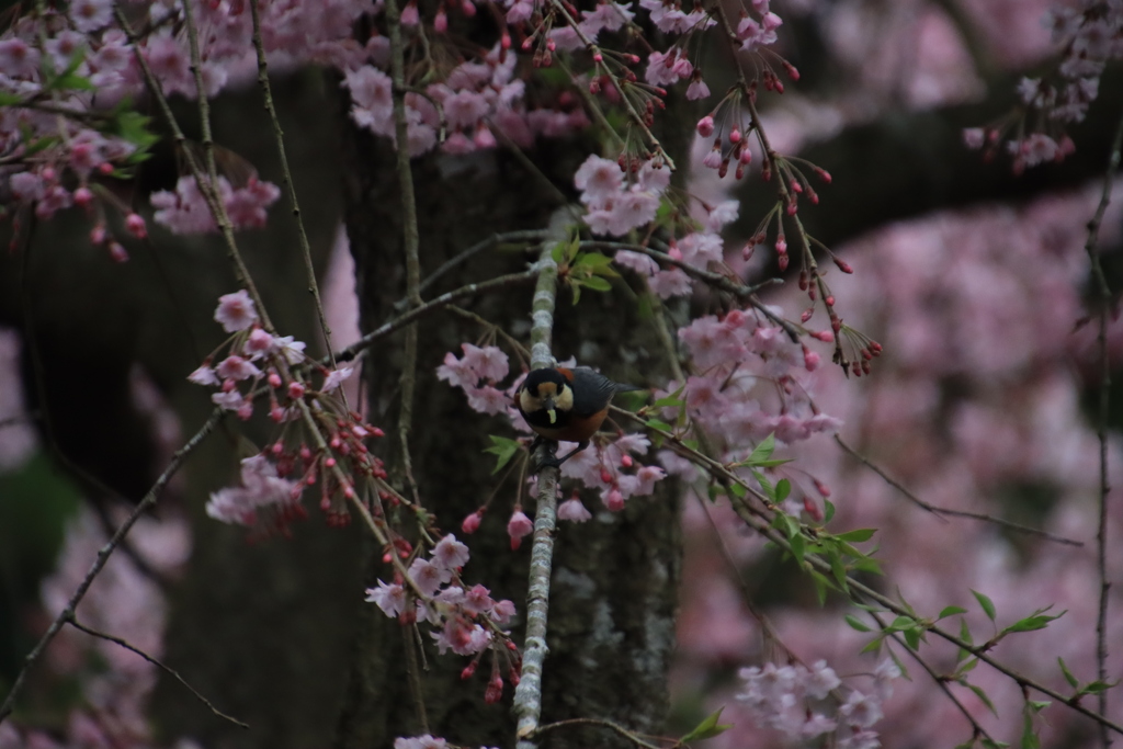 あ、見つかっちゃった～