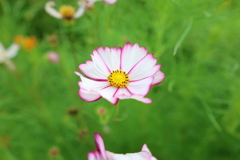 秋桜6