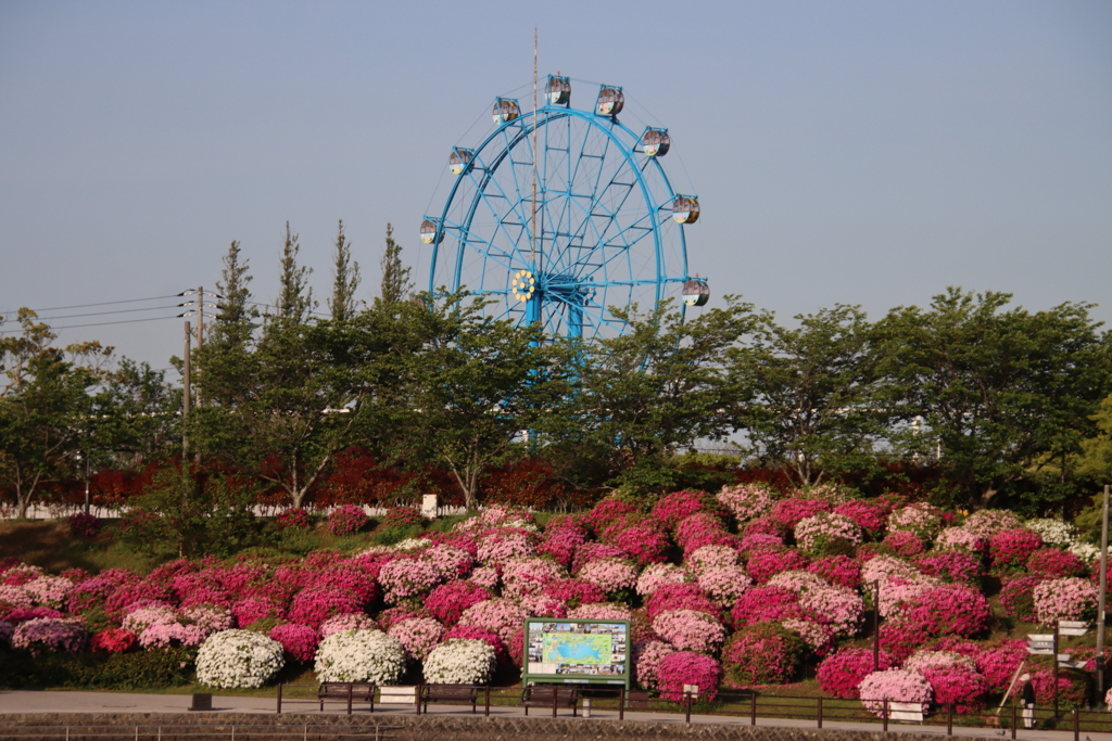 観覧車とツツジ