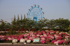 観覧車とツツジ