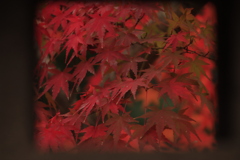 紅葉