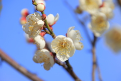 青空と白梅