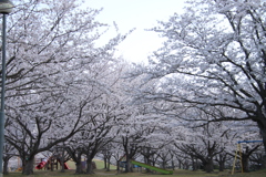 満開の桜と滑り台