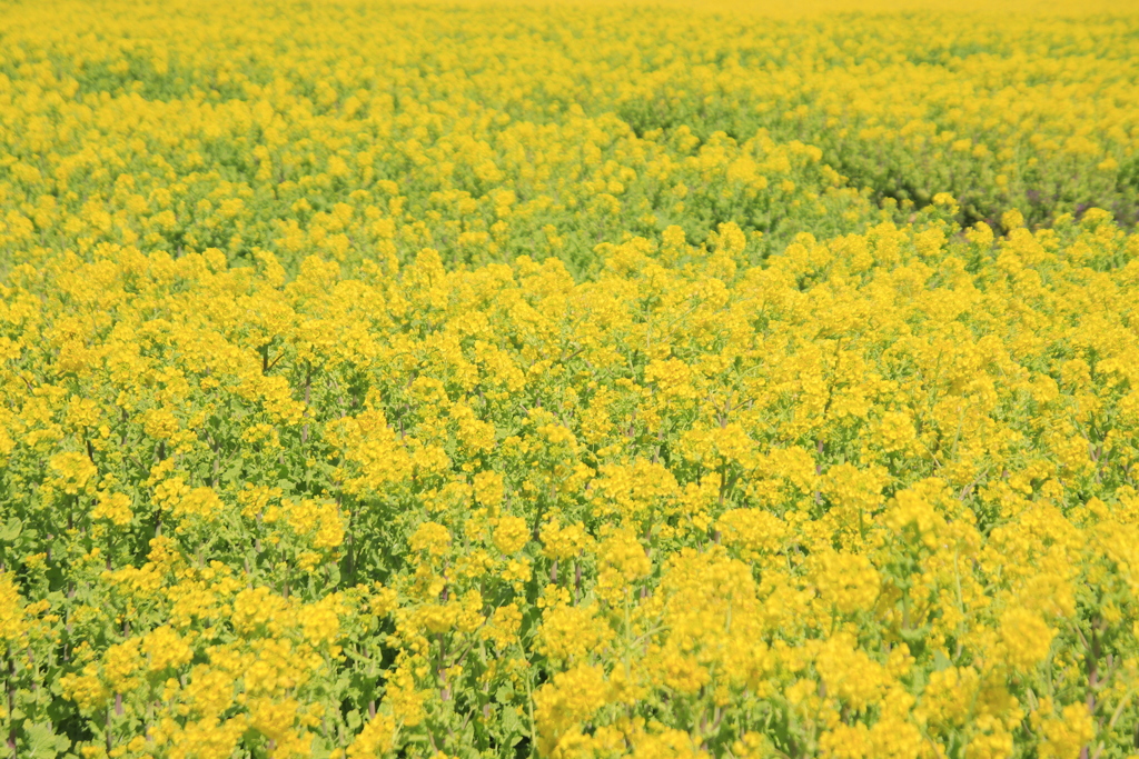 菜の花畑