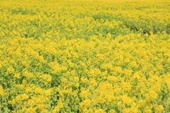 菜の花畑