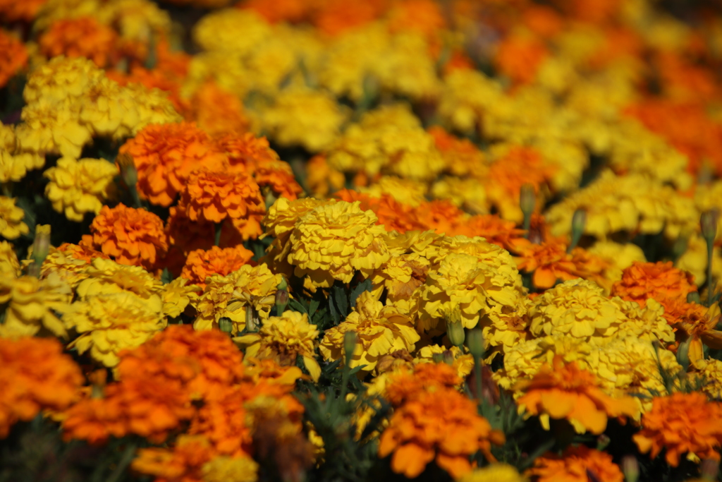 マリーゴールド