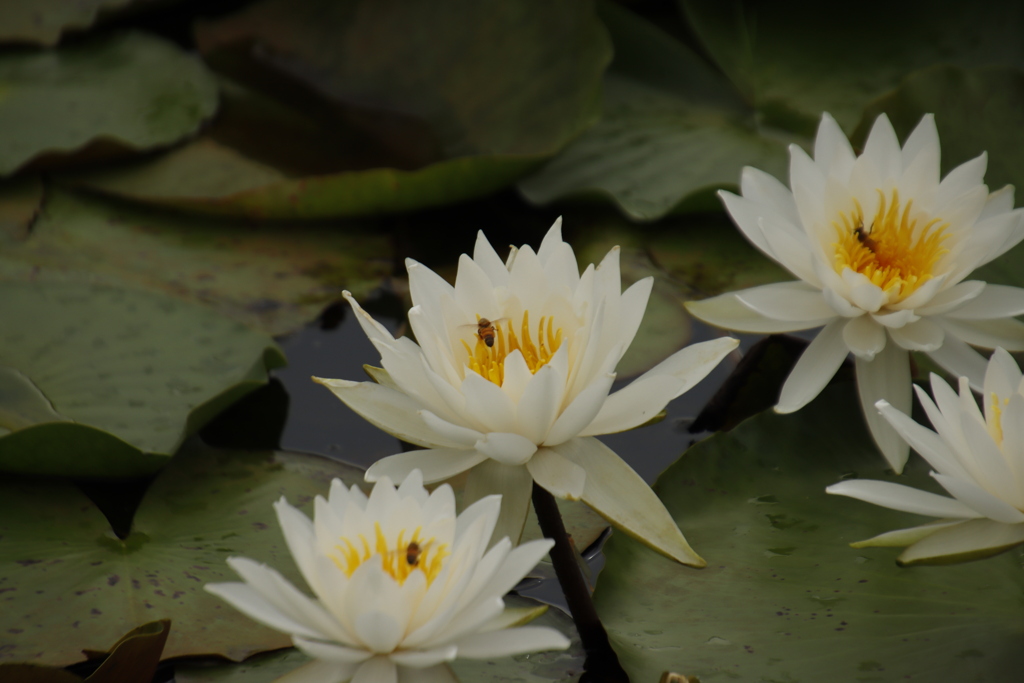 睡蓮とミツバチ2