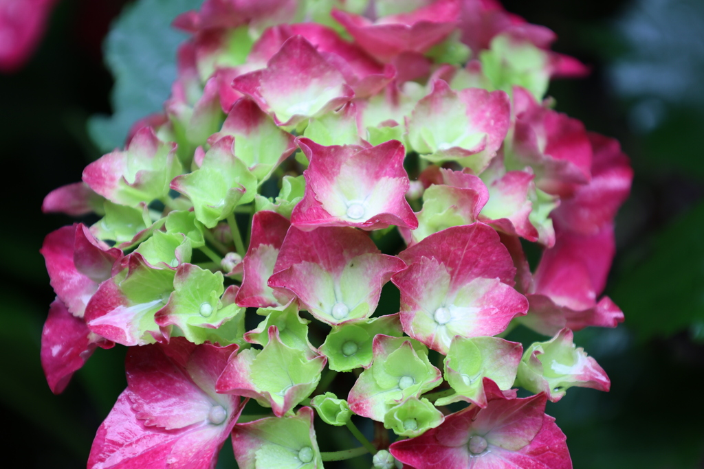 紫陽花4
