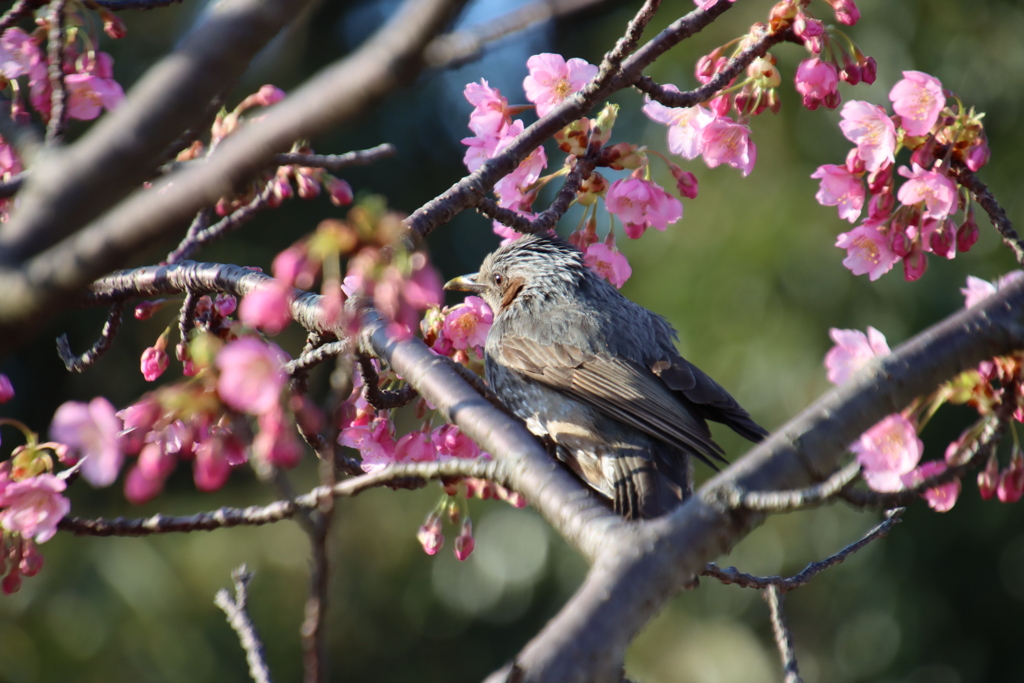 河津桜とヒヨドリ