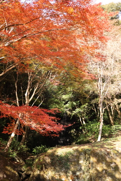 龍蔵寺紅葉3