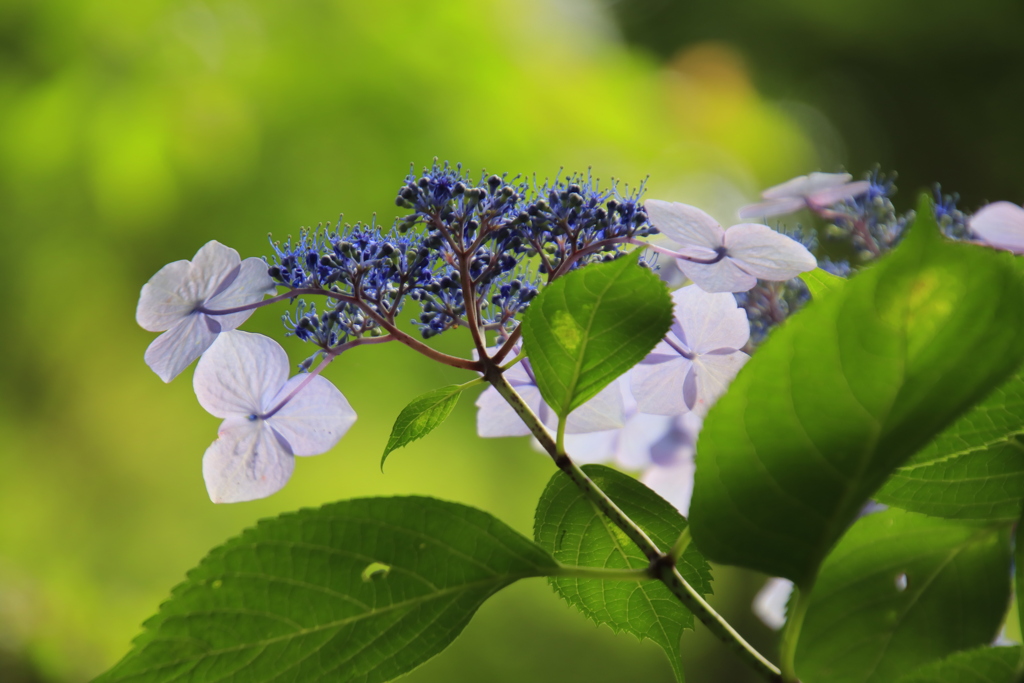 紫陽花5