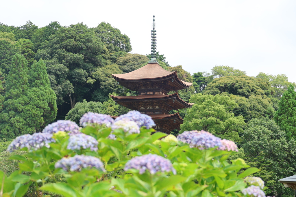 アジサイと五重塔4