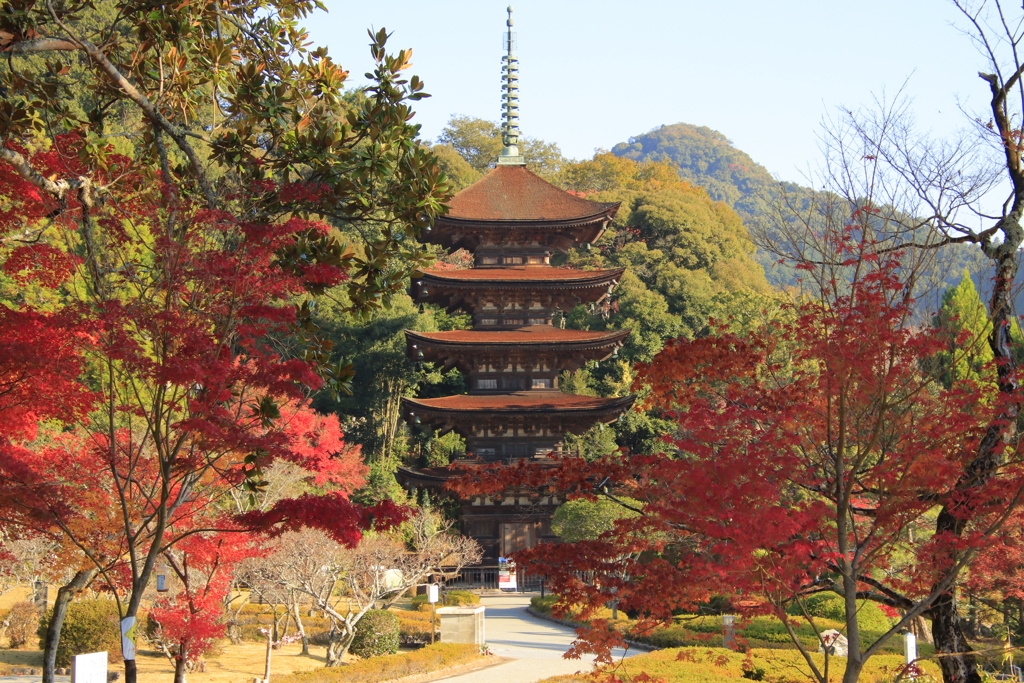 瑠璃光寺五重塔と紅葉2
