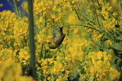 メジロと菜の花4