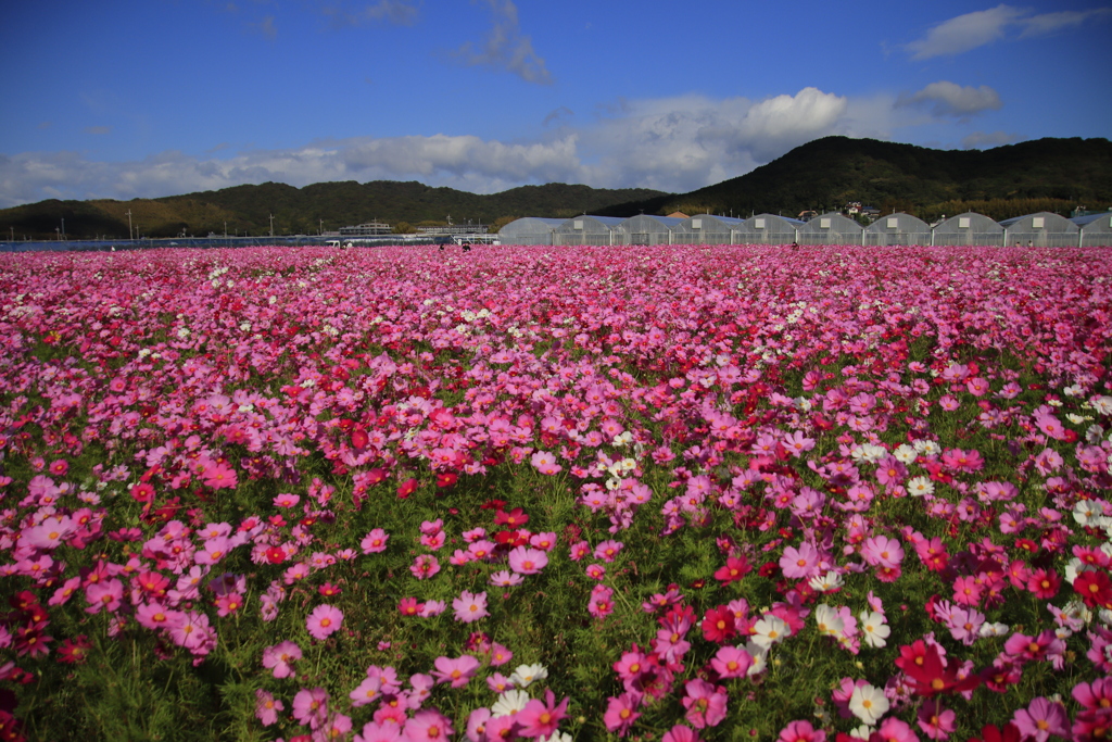 コスモス畑2