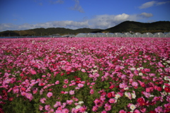 コスモス畑2