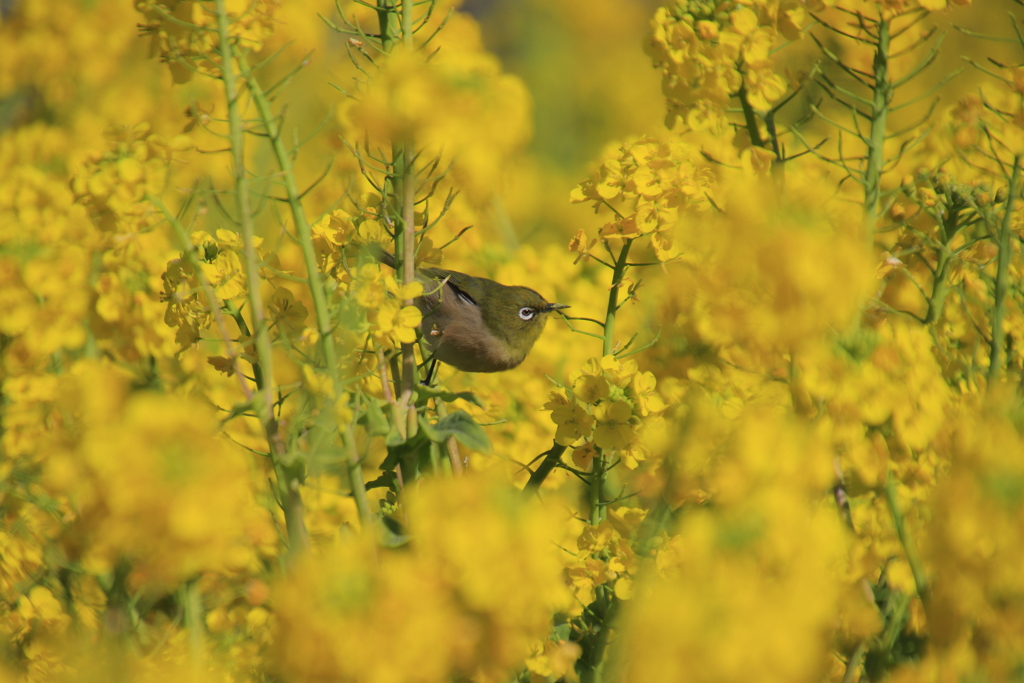 メジロと菜の花