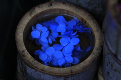 山崎八幡宮紫陽花