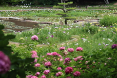 紫陽花、花菖蒲、睡蓮