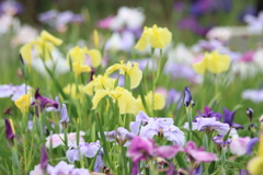 花菖蒲7