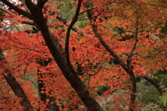 11.9重源の郷紅葉4