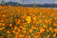 キバナコスモス