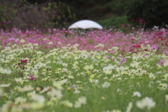 コスモス畑