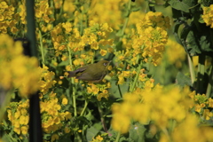 メジロと菜の花5