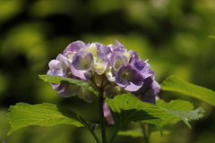 紫陽花