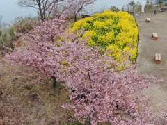 菜の花と河津桜
