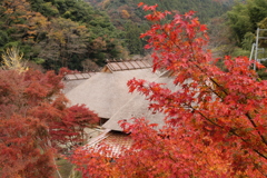 重源の郷の紅葉3