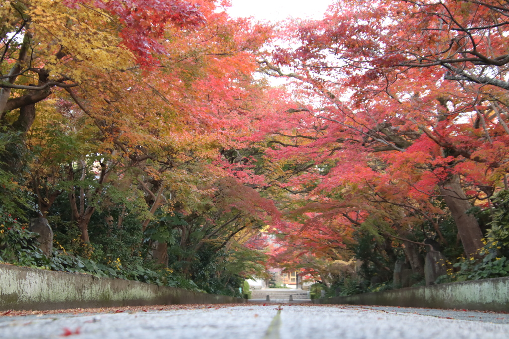 紅葉のトンネル2