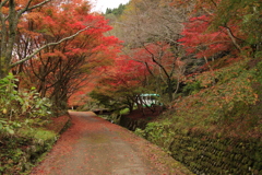 11.9重源の郷紅葉3