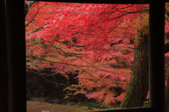 大寧寺紅葉8