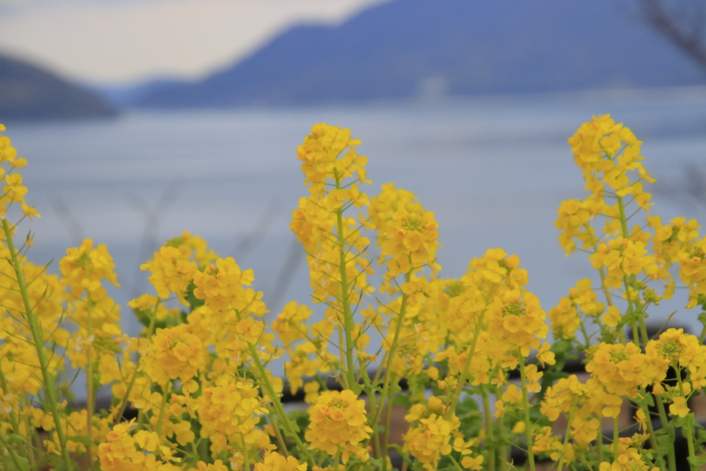 菜の花と海