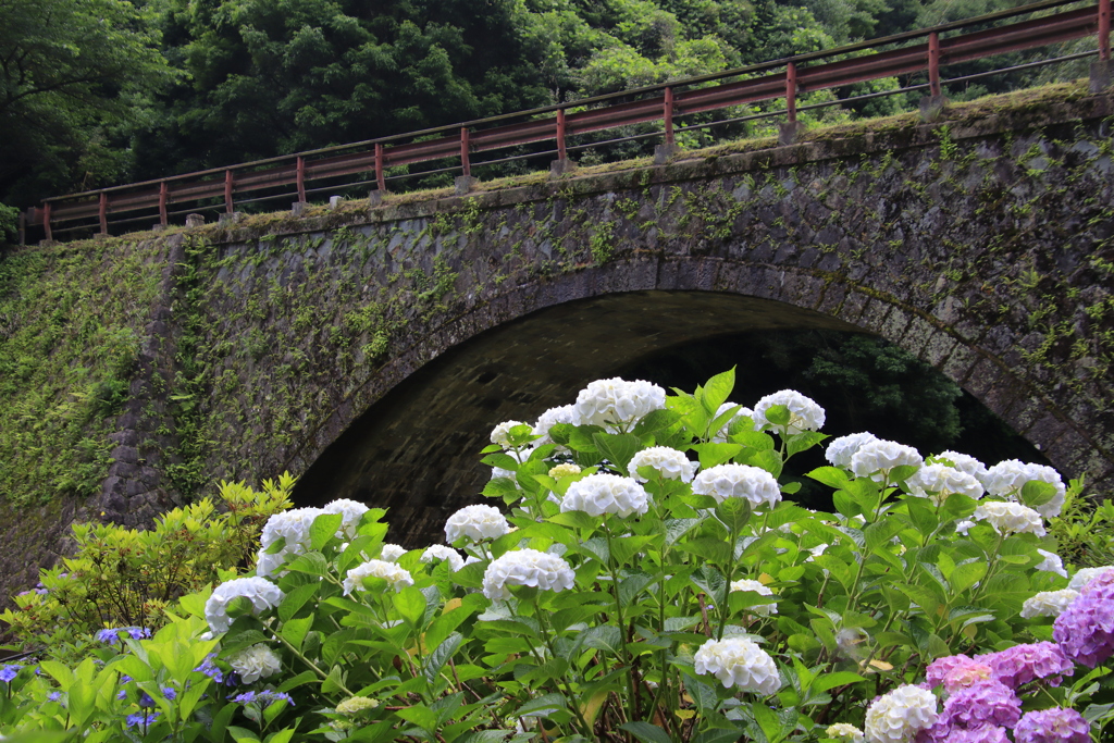 あじさいと眼鏡橋4