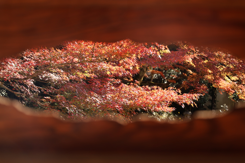 堀氏庭園紅葉3
