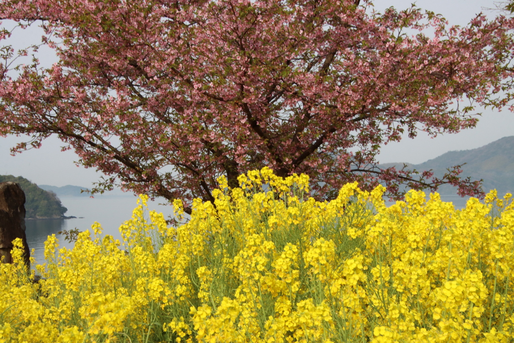 菜の花と河津桜