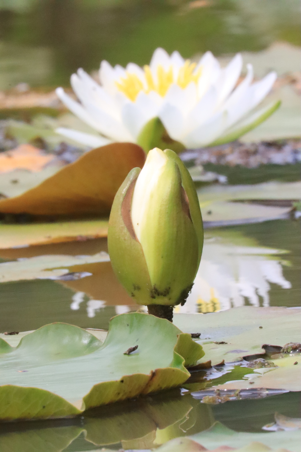 蕾と花