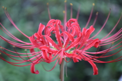 曼珠沙華2