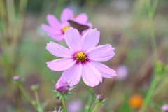 秋桜
