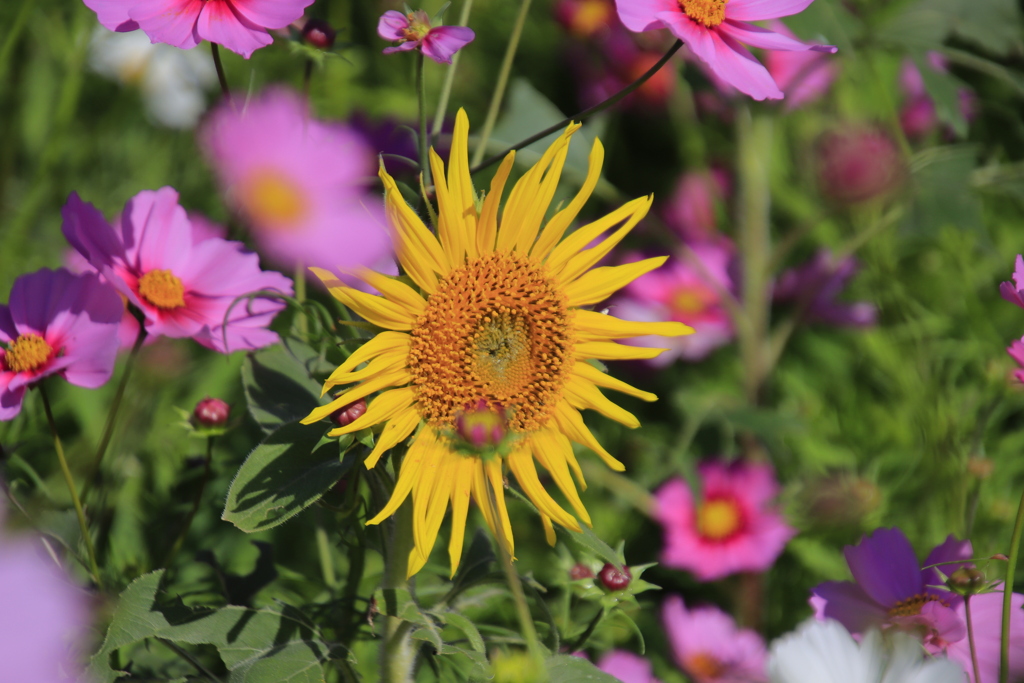 こすもすとひまわり