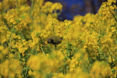 メジロと菜の花3